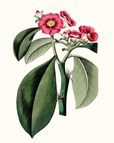 Roseate Blooms VI Black Ornate Wood Framed Art Print with Double Matting by Vision Studio