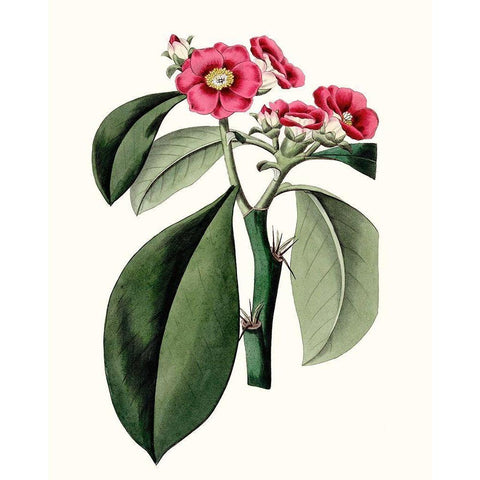 Roseate Blooms VI Black Modern Wood Framed Art Print by Vision Studio