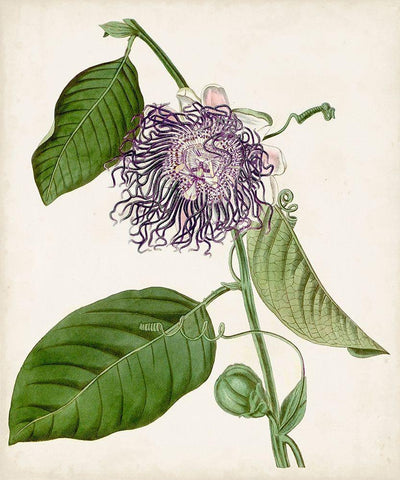 Vintage Passionflower I Black Ornate Wood Framed Art Print with Double Matting by Vision Studio