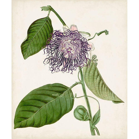 Vintage Passionflower I Black Modern Wood Framed Art Print with Double Matting by Vision Studio