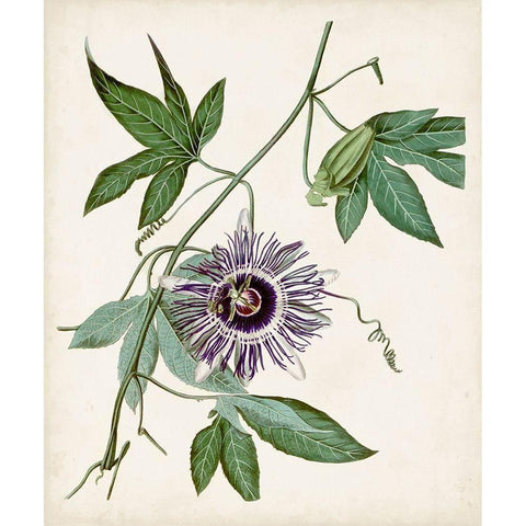 Vintage Passionflower II Black Modern Wood Framed Art Print with Double Matting by Vision Studio