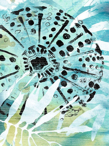 Echinoidia II Black Ornate Wood Framed Art Print with Double Matting by Vess, June Erica