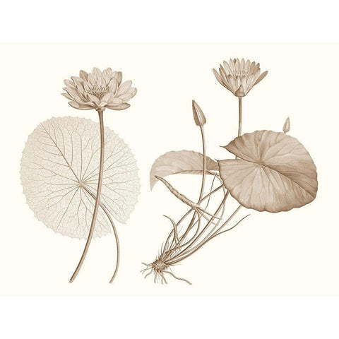 Sepia Water Lily II White Modern Wood Framed Art Print by Vision Studio