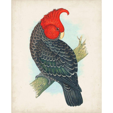 Antique Cockatoo I Black Modern Wood Framed Art Print with Double Matting by Unknown