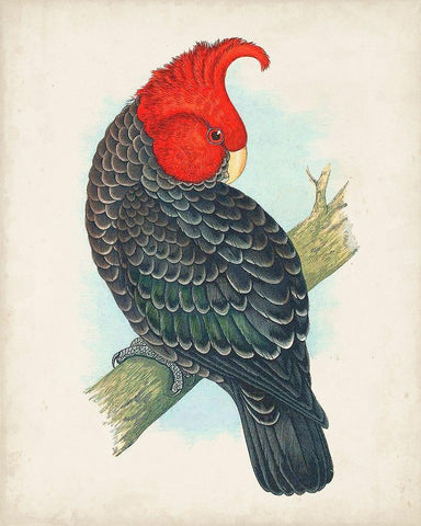 Antique Cockatoo I Black Ornate Wood Framed Art Print with Double Matting by Unknown