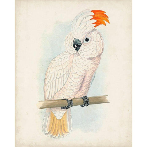 Antique Cockatoo II White Modern Wood Framed Art Print by Unknown