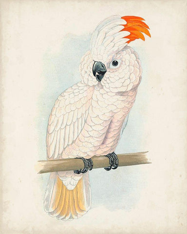 Antique Cockatoo II Black Ornate Wood Framed Art Print with Double Matting by Unknown