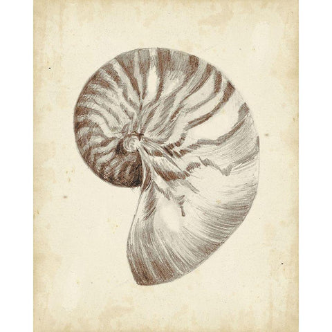 Custom Antique Shell Study I (ASH) Gold Ornate Wood Framed Art Print with Double Matting by Harper, Ethan