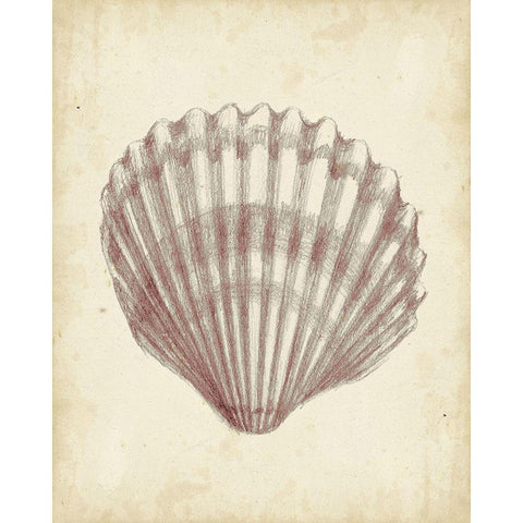 Custom Antique Shell Study III (ASH) Black Modern Wood Framed Art Print with Double Matting by Harper, Ethan