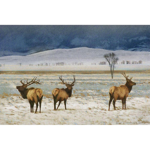 Custom Refuge Elk (ASH) Black Modern Wood Framed Art Print with Double Matting by Vest, Chris