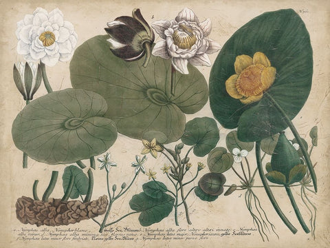 European White Waterlily Black Ornate Wood Framed Art Print with Double Matting by Weinmann