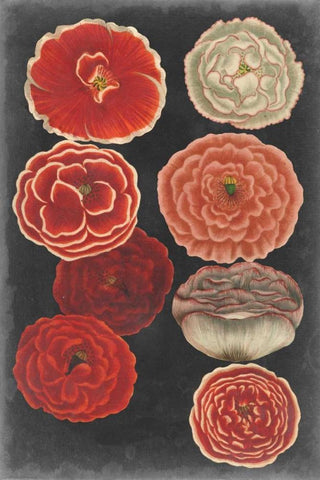 Midnight Poppies Black Ornate Wood Framed Art Print with Double Matting by Vision Studio