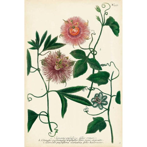 Antique Passion Flower I Gold Ornate Wood Framed Art Print with Double Matting by Weinmann