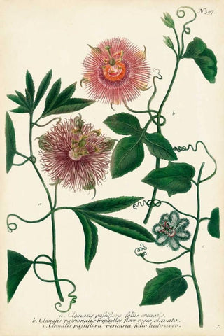 Antique Passion Flower I White Modern Wood Framed Art Print with Double Matting by Weinmann