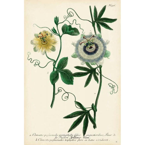 Antique Passion Flower II Gold Ornate Wood Framed Art Print with Double Matting by Weinmann