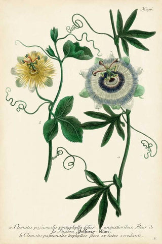 Antique Passion Flower II White Modern Wood Framed Art Print with Double Matting by Weinmann