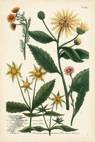 Saffron Garden I White Modern Wood Framed Art Print with Double Matting by Weinmann