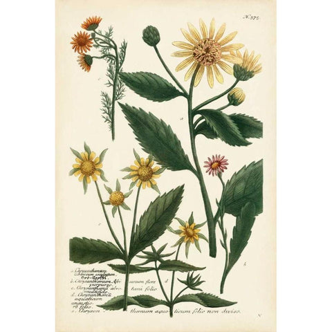 Saffron Garden I Black Modern Wood Framed Art Print with Double Matting by Weinmann