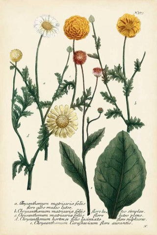 Saffron Garden II White Modern Wood Framed Art Print with Double Matting by Weinmann