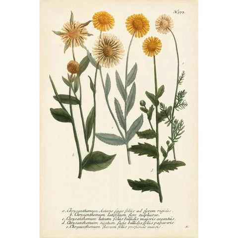 Saffron Garden III Black Modern Wood Framed Art Print with Double Matting by Weinmann