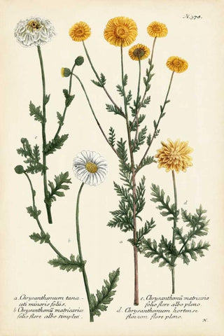 Saffron Garden IV White Modern Wood Framed Art Print with Double Matting by Weinmann