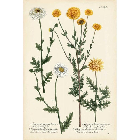 Saffron Garden IV Black Modern Wood Framed Art Print by Weinmann