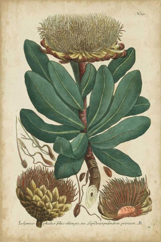 Weinmann Foliage and Fruit I Black Ornate Wood Framed Art Print with Double Matting by Weinmann