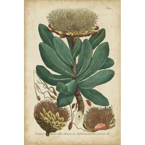 Weinmann Foliage and Fruit I Black Modern Wood Framed Art Print with Double Matting by Weinmann