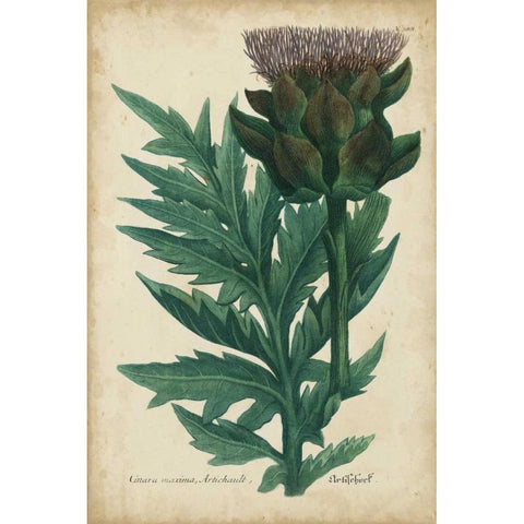 Weinmann Foliage and Fruit II Gold Ornate Wood Framed Art Print with Double Matting by Weinmann