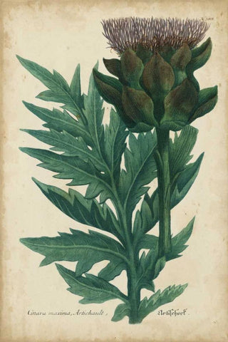 Weinmann Foliage and Fruit II Black Ornate Wood Framed Art Print with Double Matting by Weinmann