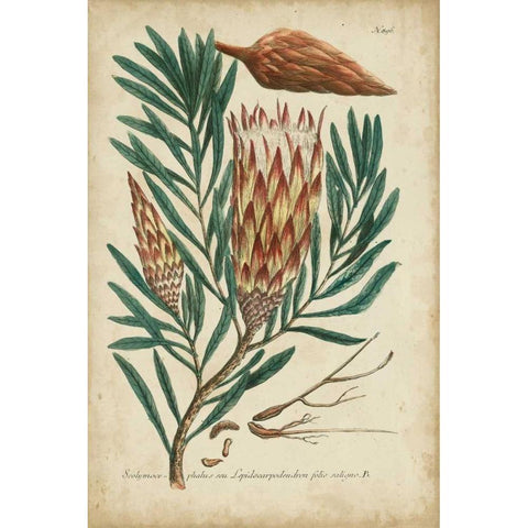 Weinmann Foliage and Fruit III Black Modern Wood Framed Art Print with Double Matting by Weinmann