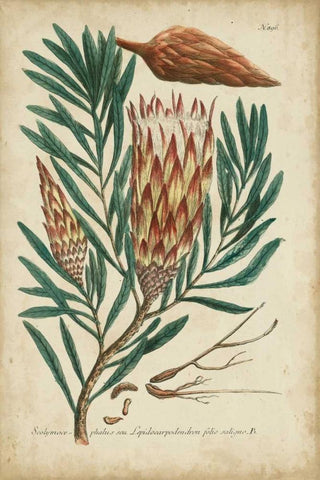 Weinmann Foliage and Fruit III Black Ornate Wood Framed Art Print with Double Matting by Weinmann