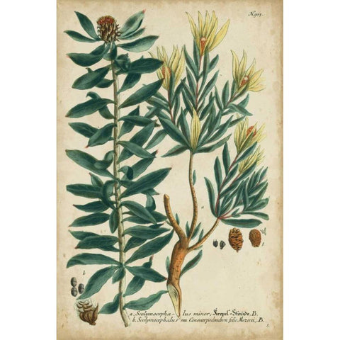 Weinmann Foliage and Fruit IV White Modern Wood Framed Art Print by Weinmann