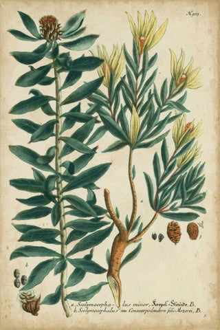 Weinmann Foliage and Fruit IV White Modern Wood Framed Art Print with Double Matting by Weinmann