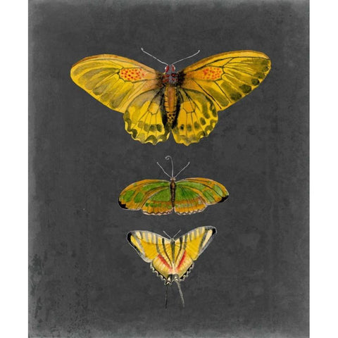 Butterflies on Slate I White Modern Wood Framed Art Print by McCavitt, Naomi