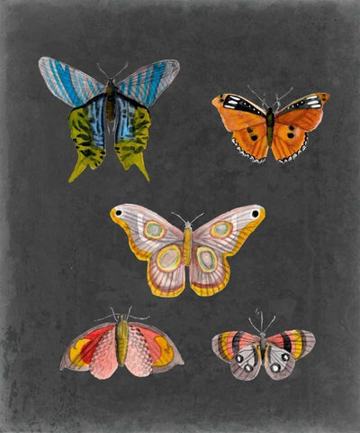 Butterflies on Slate II White Modern Wood Framed Art Print with Double Matting by McCavitt, Naomi