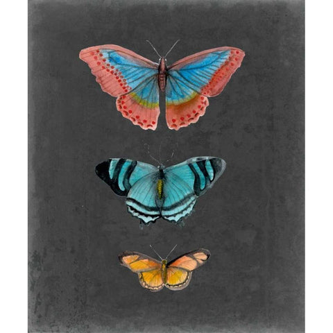 Butterflies on Slate III Black Modern Wood Framed Art Print by McCavitt, Naomi
