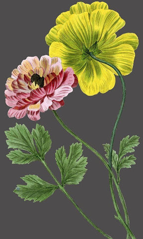 30x18 Midnight Garden Varieties I (ASH) White Modern Wood Framed Art Print with Double Matting by Vision Studio