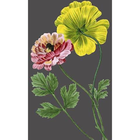 30x18 Midnight Garden Varieties I (ASH) Gold Ornate Wood Framed Art Print with Double Matting by Vision Studio