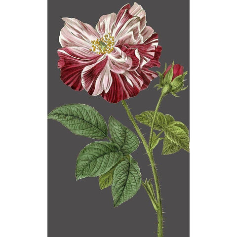 30x18 Midnight Garden Varieties II (ASH) Black Modern Wood Framed Art Print with Double Matting by Vision Studio