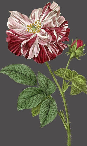 30x18 Midnight Garden Varieties II (ASH) Black Ornate Wood Framed Art Print with Double Matting by Vision Studio