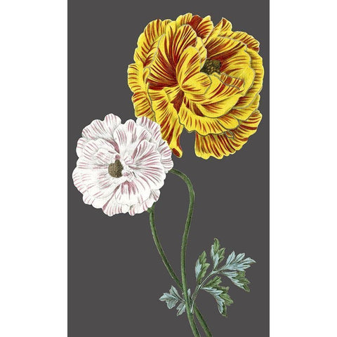 30x18 Midnight Garden Varieties III (ASH) Gold Ornate Wood Framed Art Print with Double Matting by Vision Studio