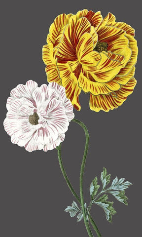 30x18 Midnight Garden Varieties III (ASH) White Modern Wood Framed Art Print with Double Matting by Vision Studio