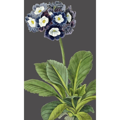 30x18 Midnight Garden Varieties IV (ASH) Black Modern Wood Framed Art Print with Double Matting by Vision Studio