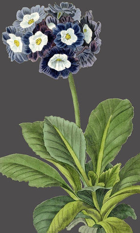 30x18 Midnight Garden Varieties IV (ASH) White Modern Wood Framed Art Print with Double Matting by Vision Studio