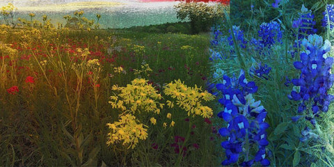 36x72 Wildflower Panorama (ASH) White Modern Wood Framed Art Print with Double Matting by Jasper, Sisa