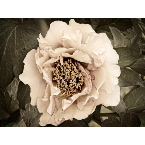 Golden Era Peony II White Modern Wood Framed Art Print by Perry, Rachel