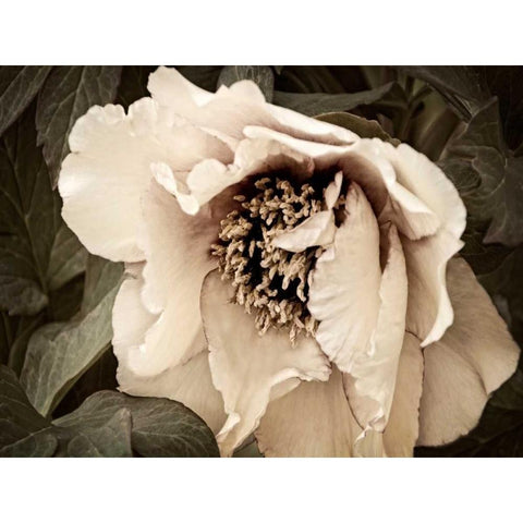 Golden Era Peony III Gold Ornate Wood Framed Art Print with Double Matting by Perry, Rachel