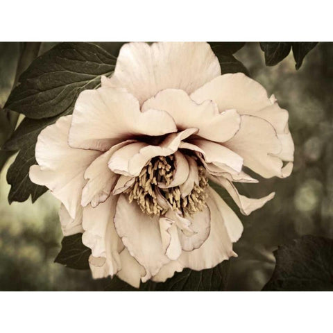 Golden Era Peony IV White Modern Wood Framed Art Print by Perry, Rachel