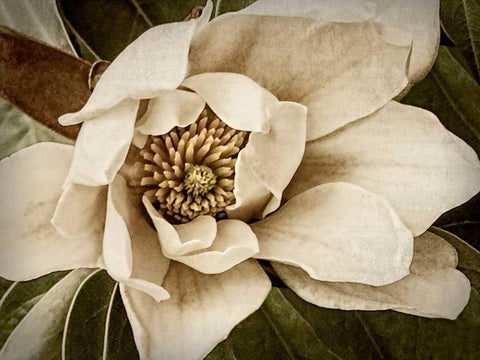 Classic Magnolia I Black Ornate Wood Framed Art Print with Double Matting by Perry, Rachel